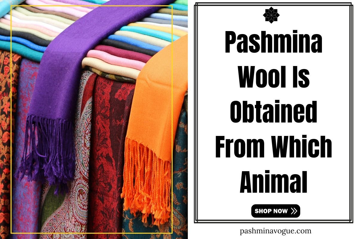 Pashmina Wool